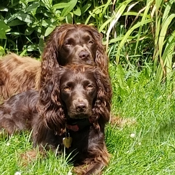 Meet your Posher, Rose - Picture 2 of 4